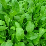 Šta je korisna kiselica